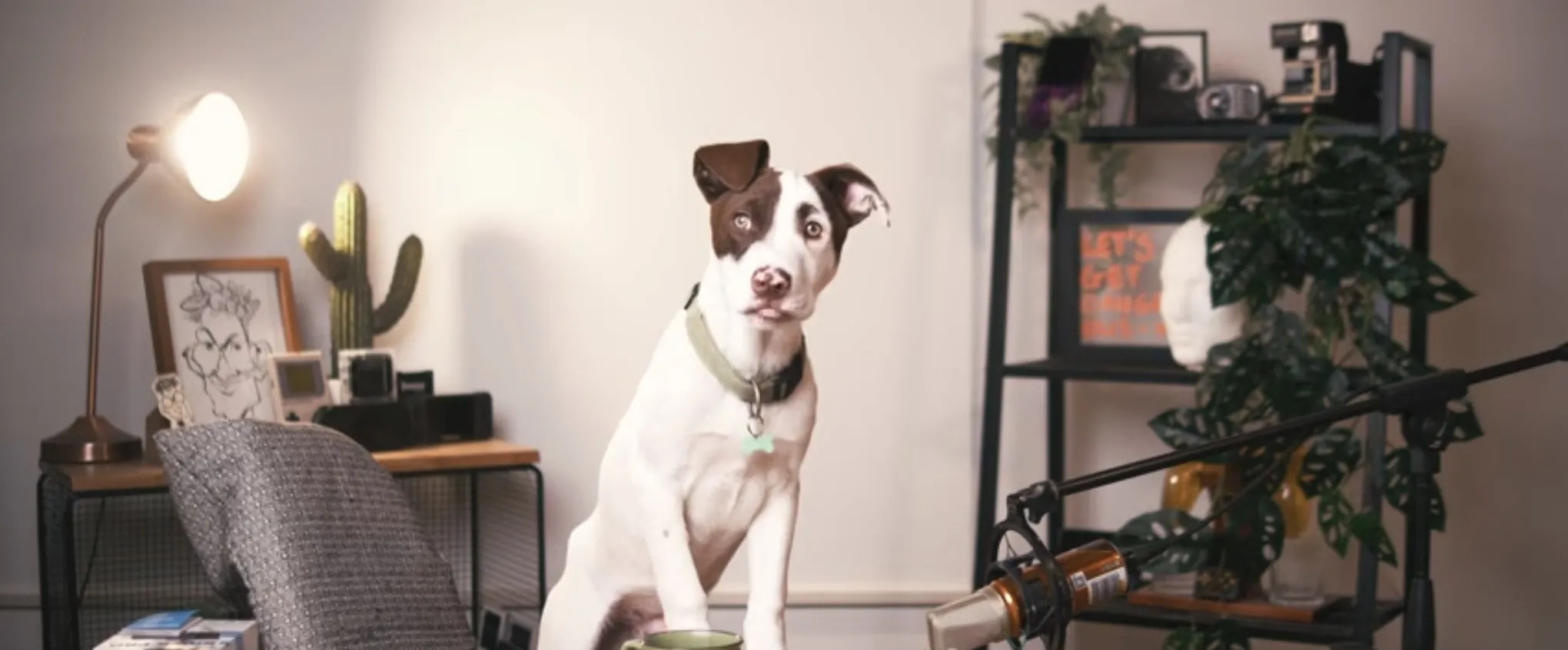 A dog looking up at the camera in a studio with plants and retro cameras